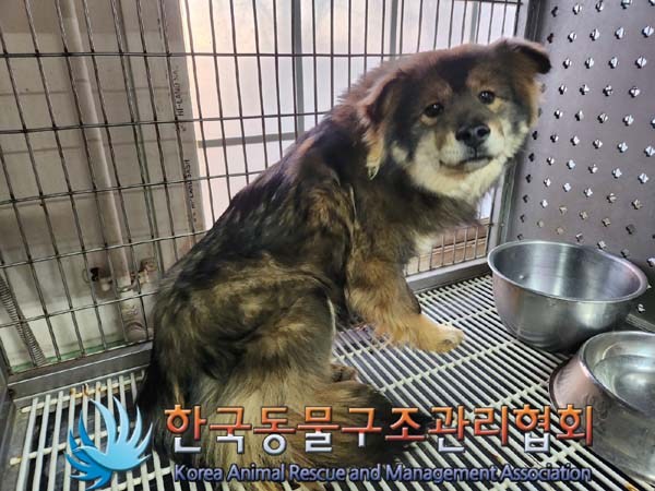 종료(안락사) 믹스…