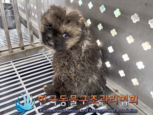 한국동물구조관리협회_441414202400039