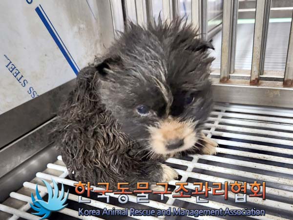 한국동물구조관리협회_441414202400040