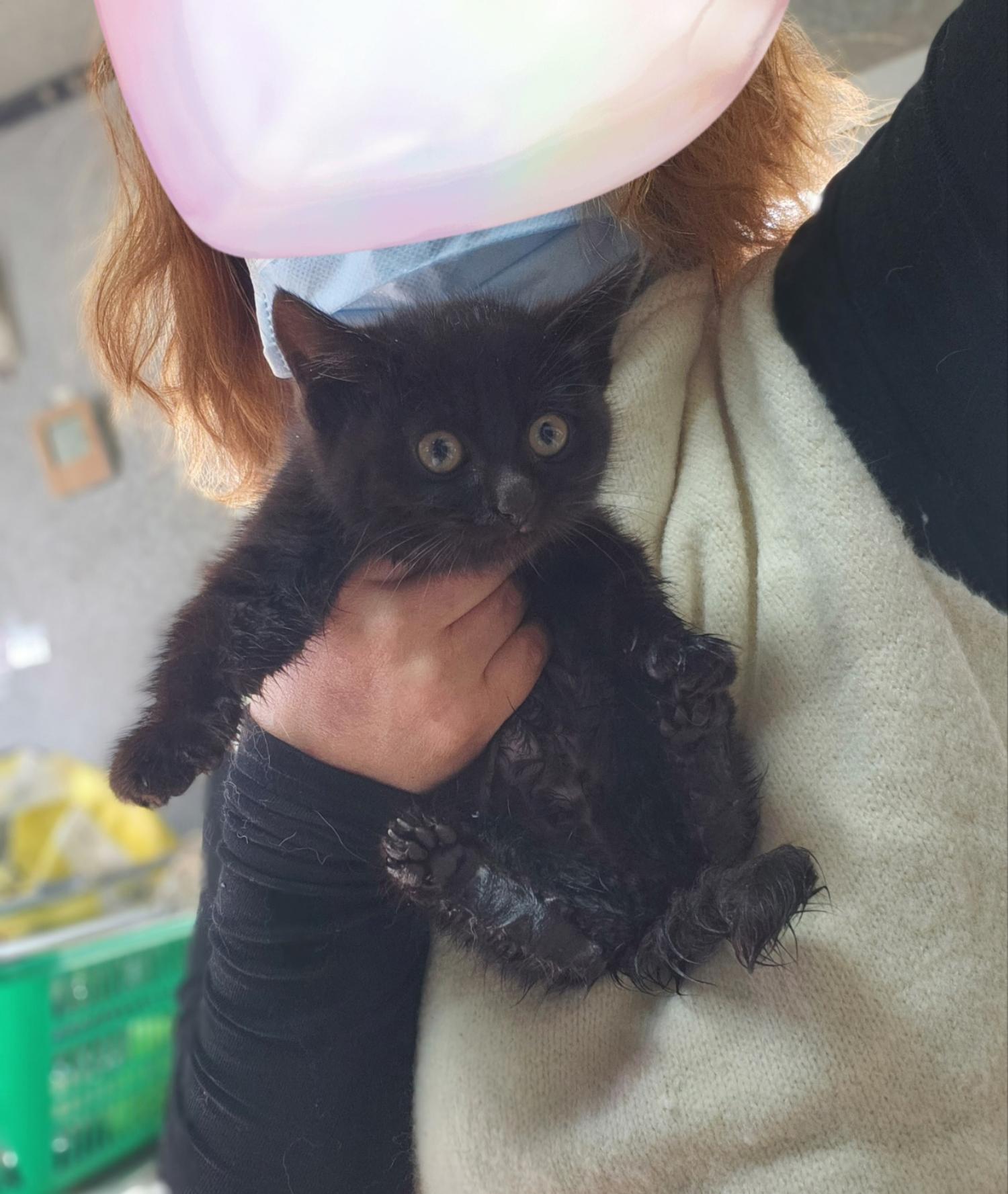 울산유기동물보호센터_431371202400026