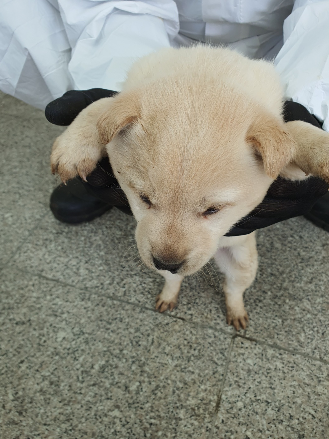 구미시 동물보호센터_447508202400030