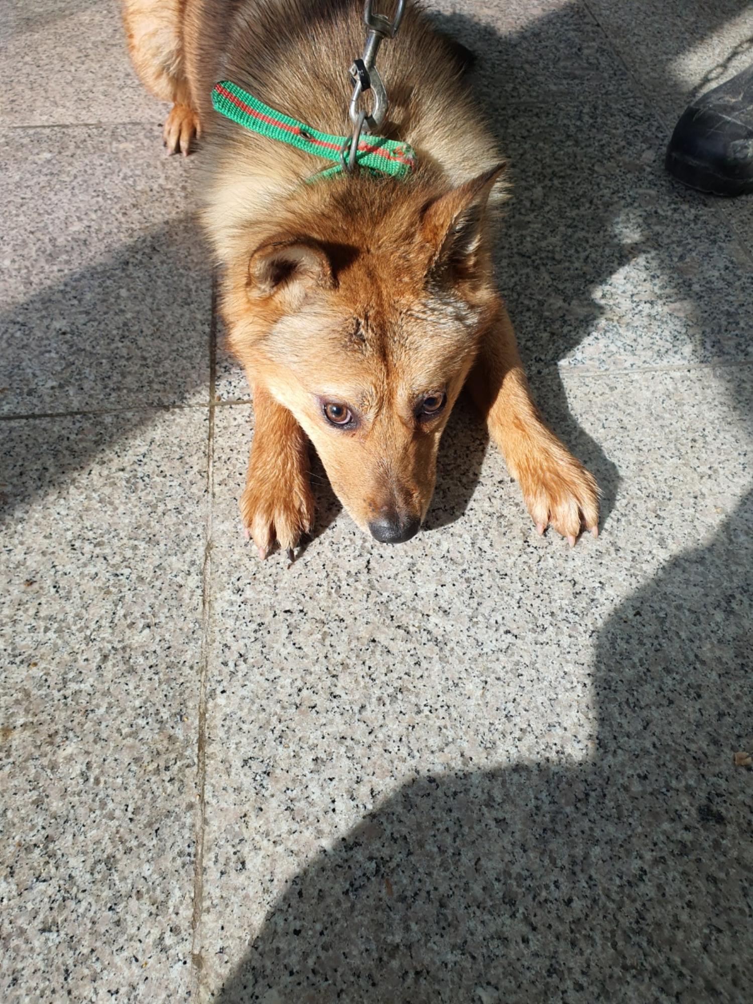 구미시 동물보호센터_447508202400034