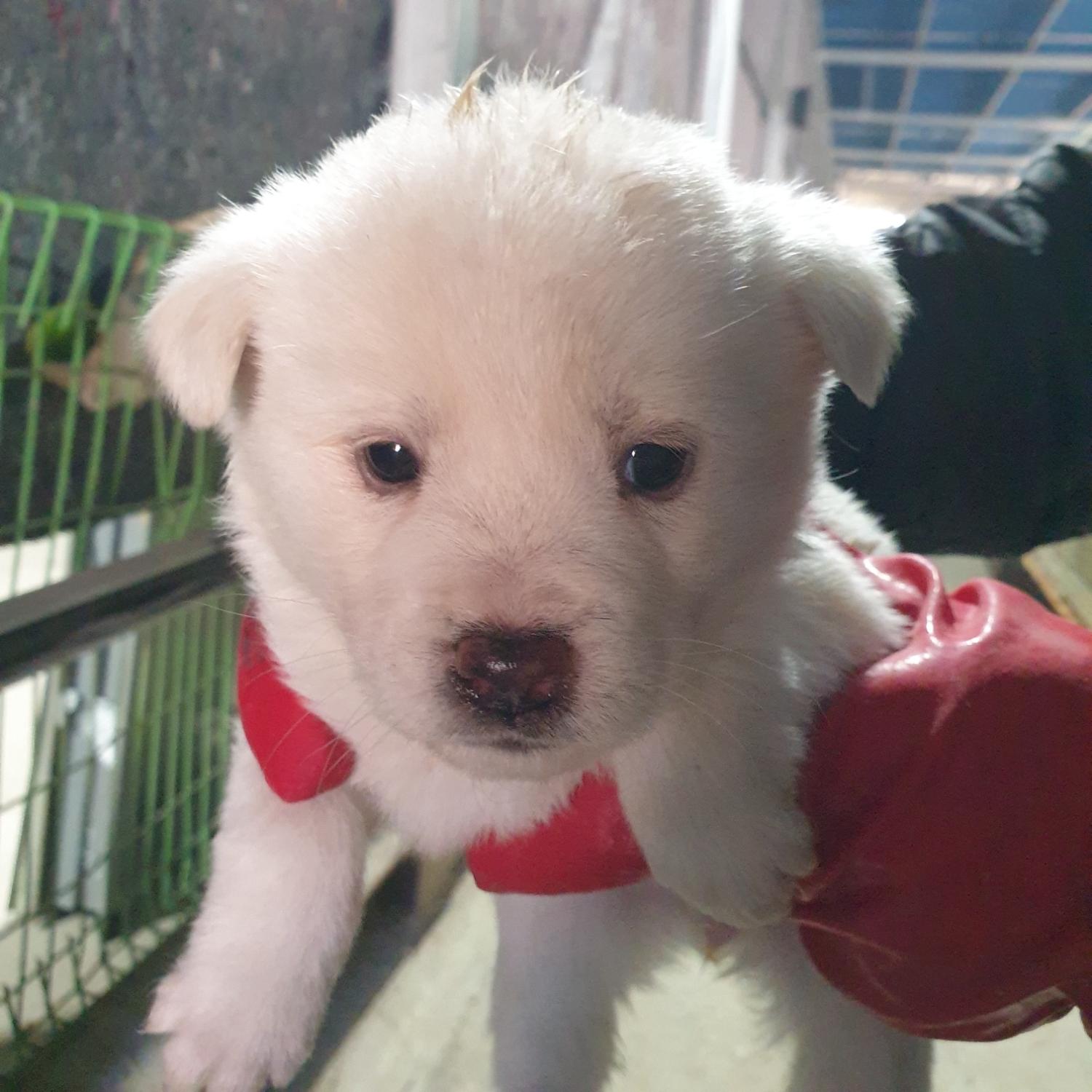 남양동물보호센터_441553202400158