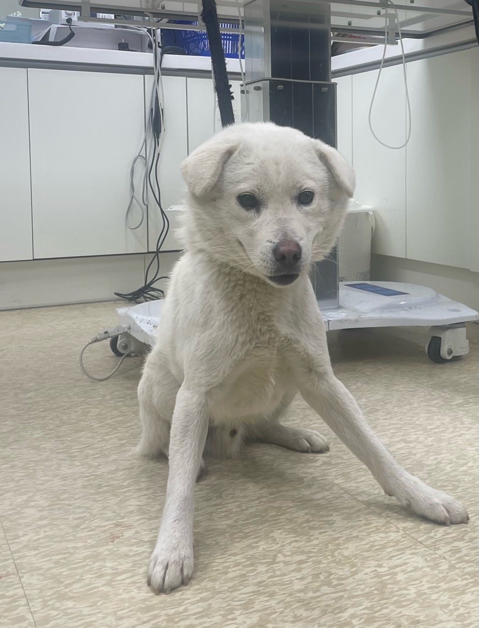 남양주시동물보호센터_441399202400089