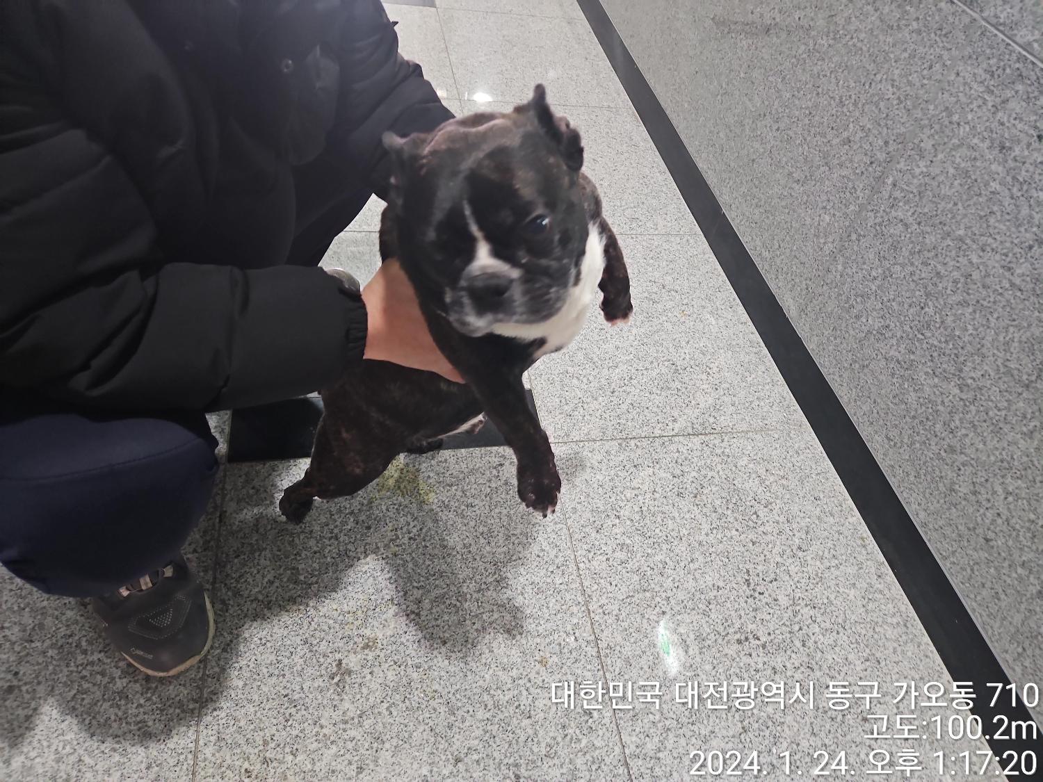 대전동물보호센터_430365202400017