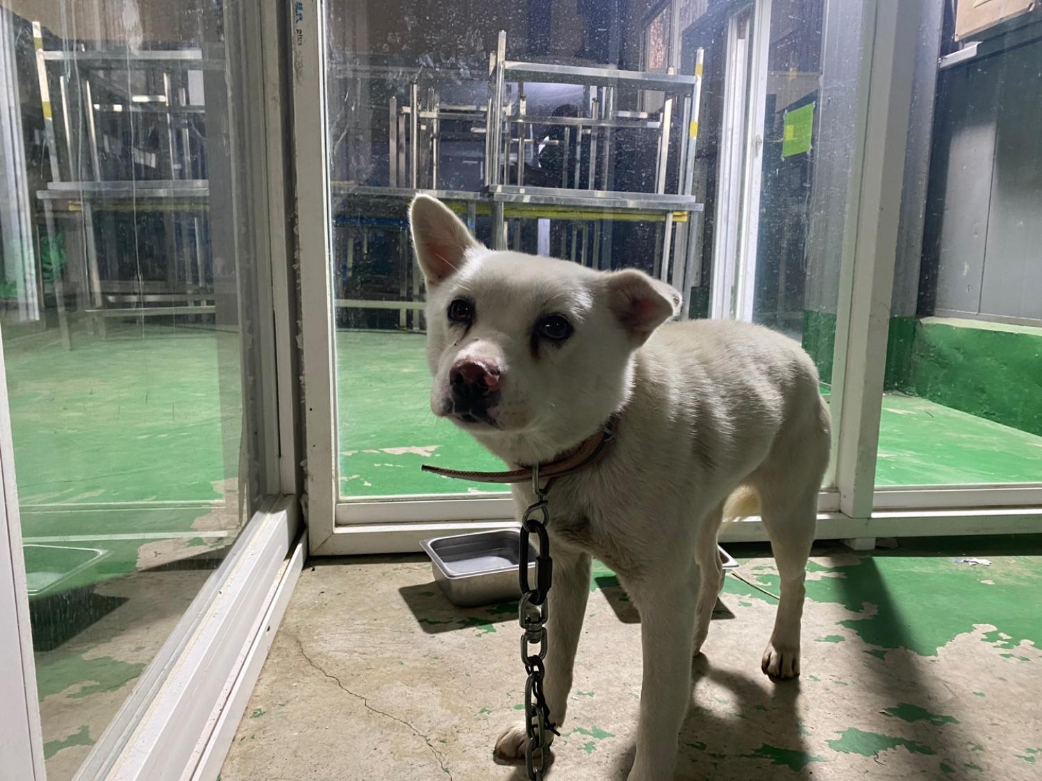 한국야생동물보호협회_441402202400003