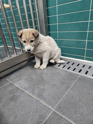 춘천시 동물보호센터_442418202400056