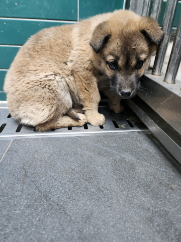 춘천시 동물보호센터_442418202400055