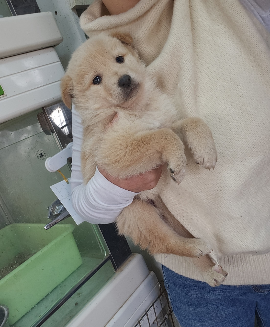 울산유기동물보호센터_431373202400046