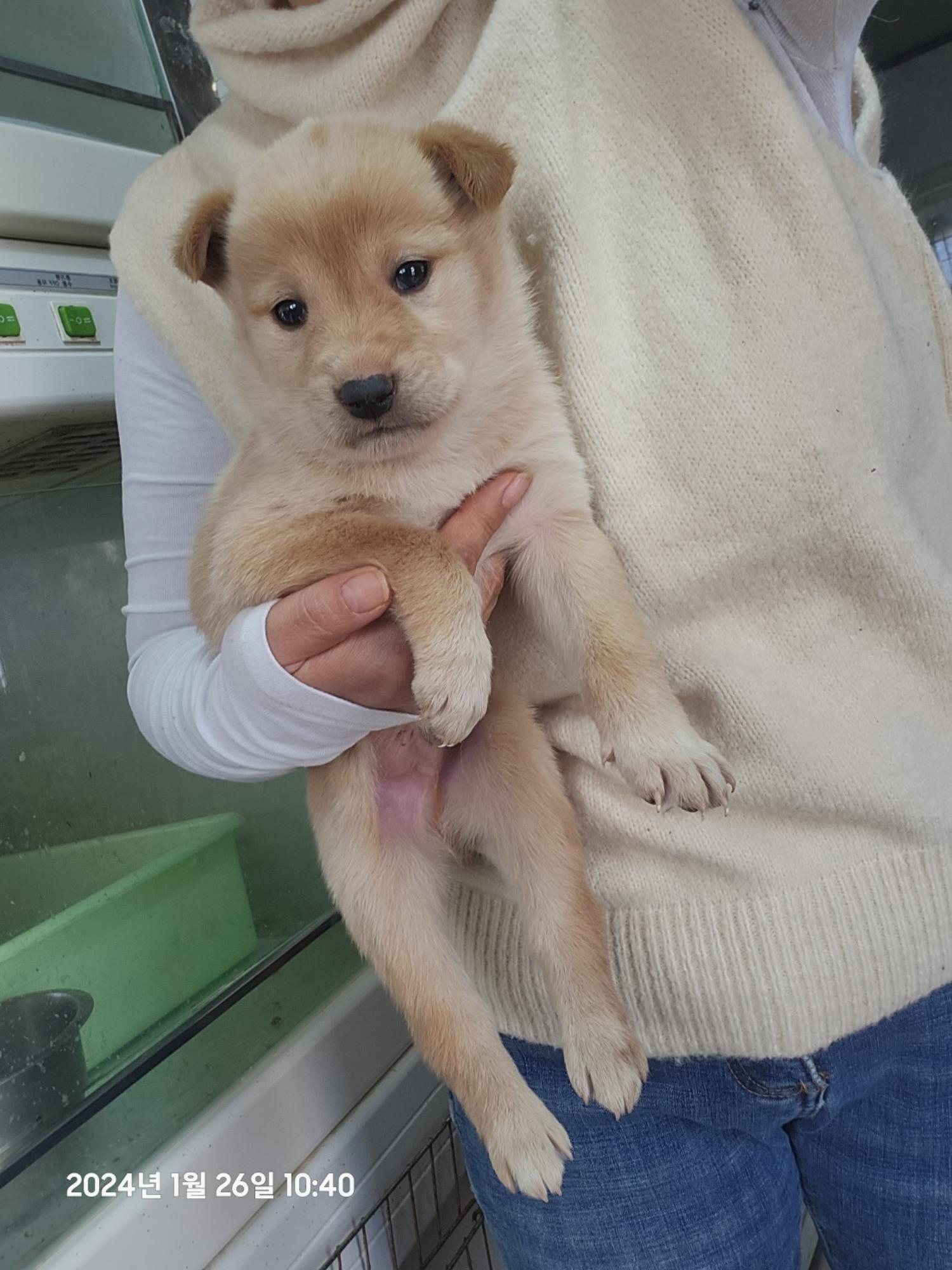 울산유기동물보호센터_431373202400044
