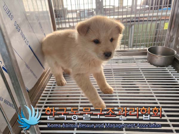한국동물구조관리협회_441560202400056