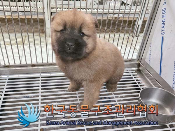 종료(안락사) 믹스…