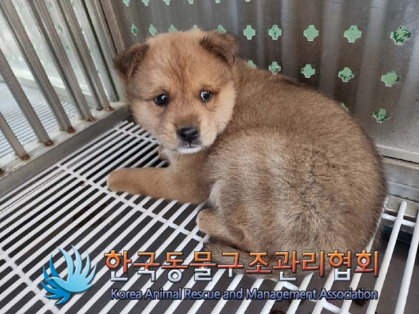 한국동물구조관리협회_441409202400100