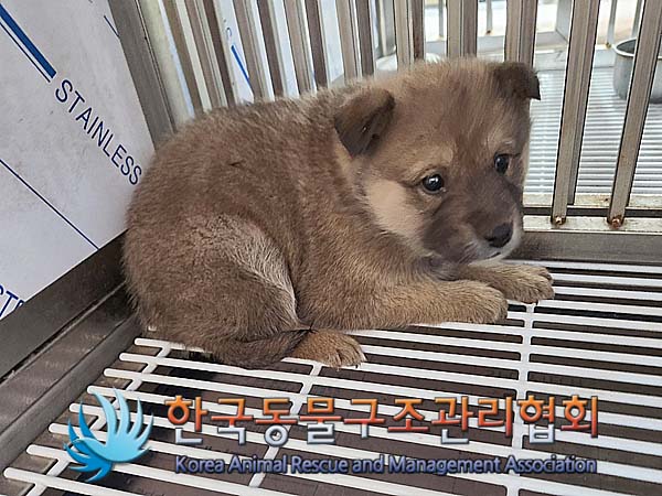 한국동물구조관리협회_441409202400101
