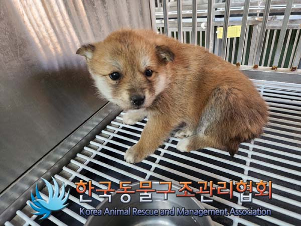 한국동물구조관리협회_441559202400047