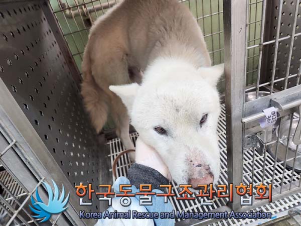 종료(입양) 믹스견…