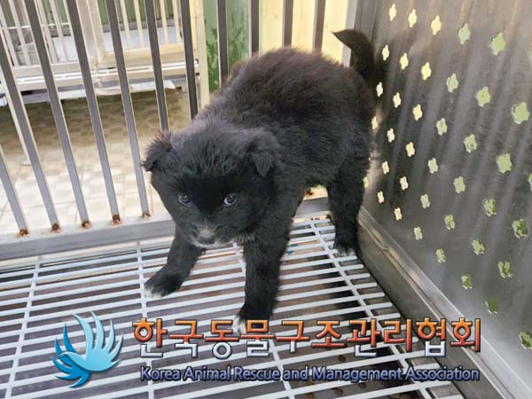 한국동물구조관리협회_441559202400050
