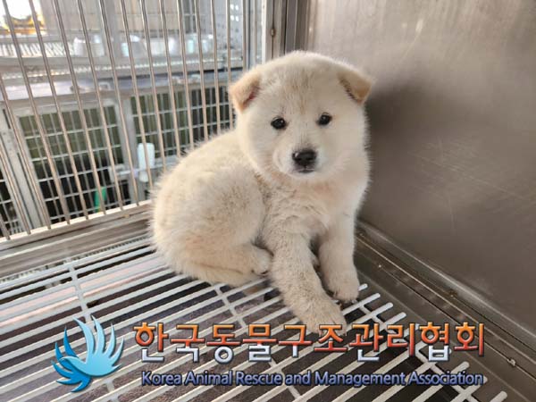 한국동물구조관리협회_441560202400059