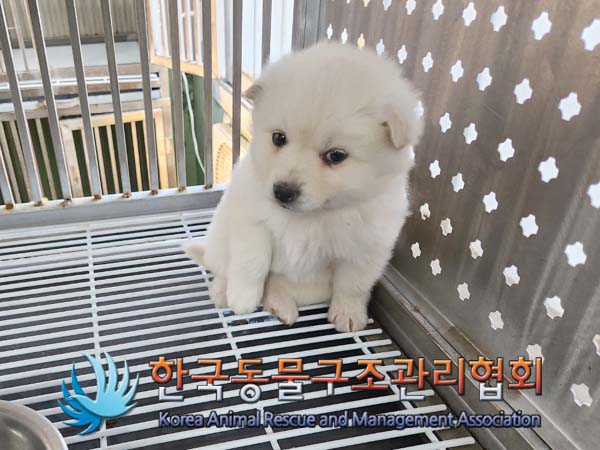 한국동물구조관리협회_441559202400049