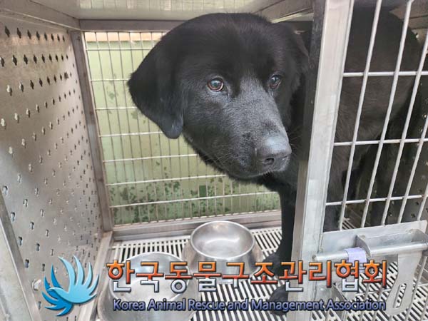 종료(안락사) 믹스…