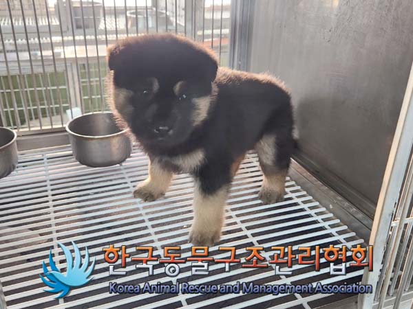 한국동물구조관리협회_441560202400057