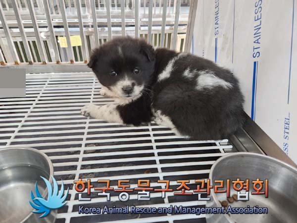 한국동물구조관리협회_441559202400046