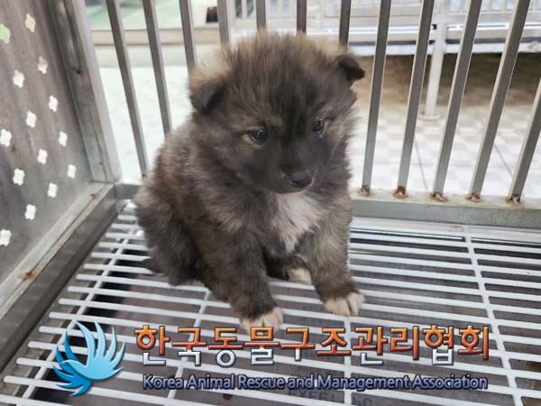 종료(자연사) 믹스…