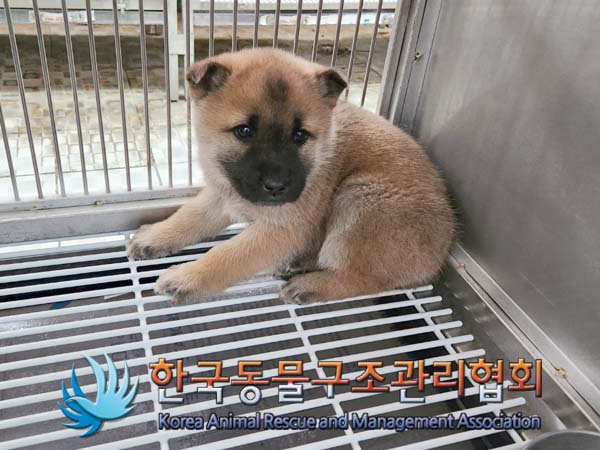 한국동물구조관리협회_441560202400061