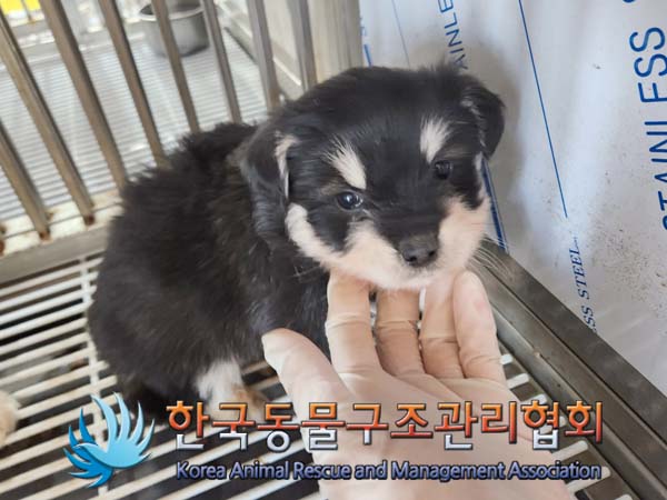 한국동물구조관리협회_441409202400099