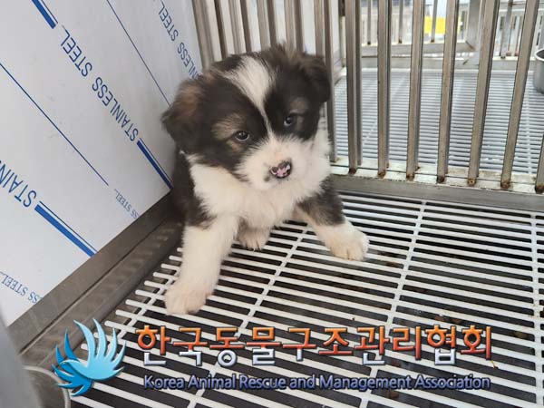 종료(입양) 믹스견…