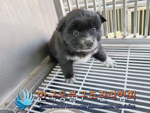 한국동물구조관리협회_441559202400048