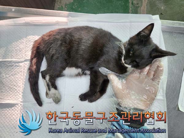한국동물구조관리협회_411300202400009
