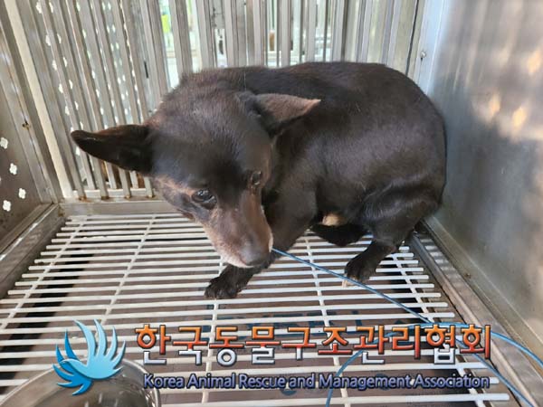 한국동물구조관리협회_441559202400058