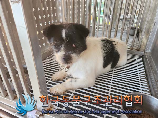 한국동물구조관리협회_441559202400056