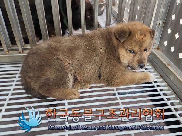 한국동물구조관리협회_441409202400097