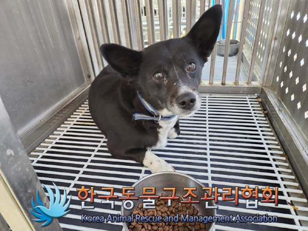 한국동물구조관리협회_441559202400057