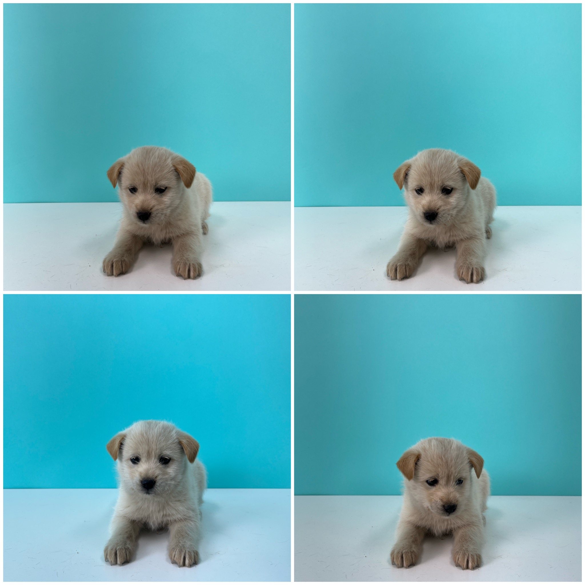 천안시 동물보호센터_444449202400107
