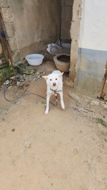 익산유기동물보호소_445468202400152