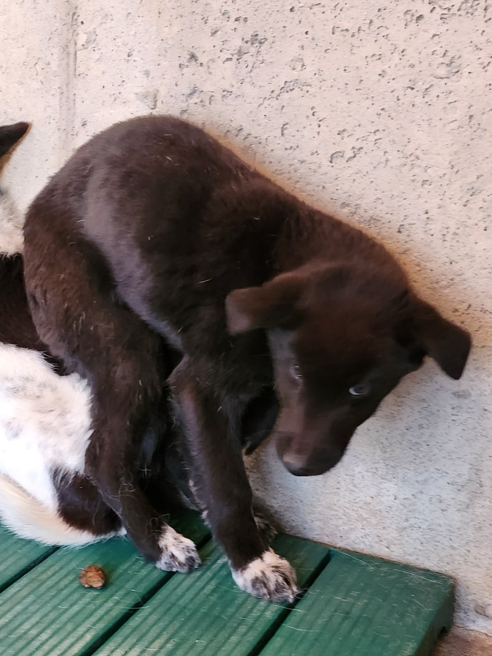 영주시 동물보호센터_447509202400027