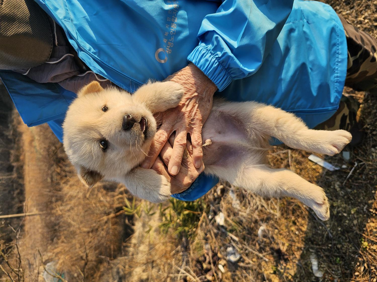 창녕 유기동물보호소_448541202400054