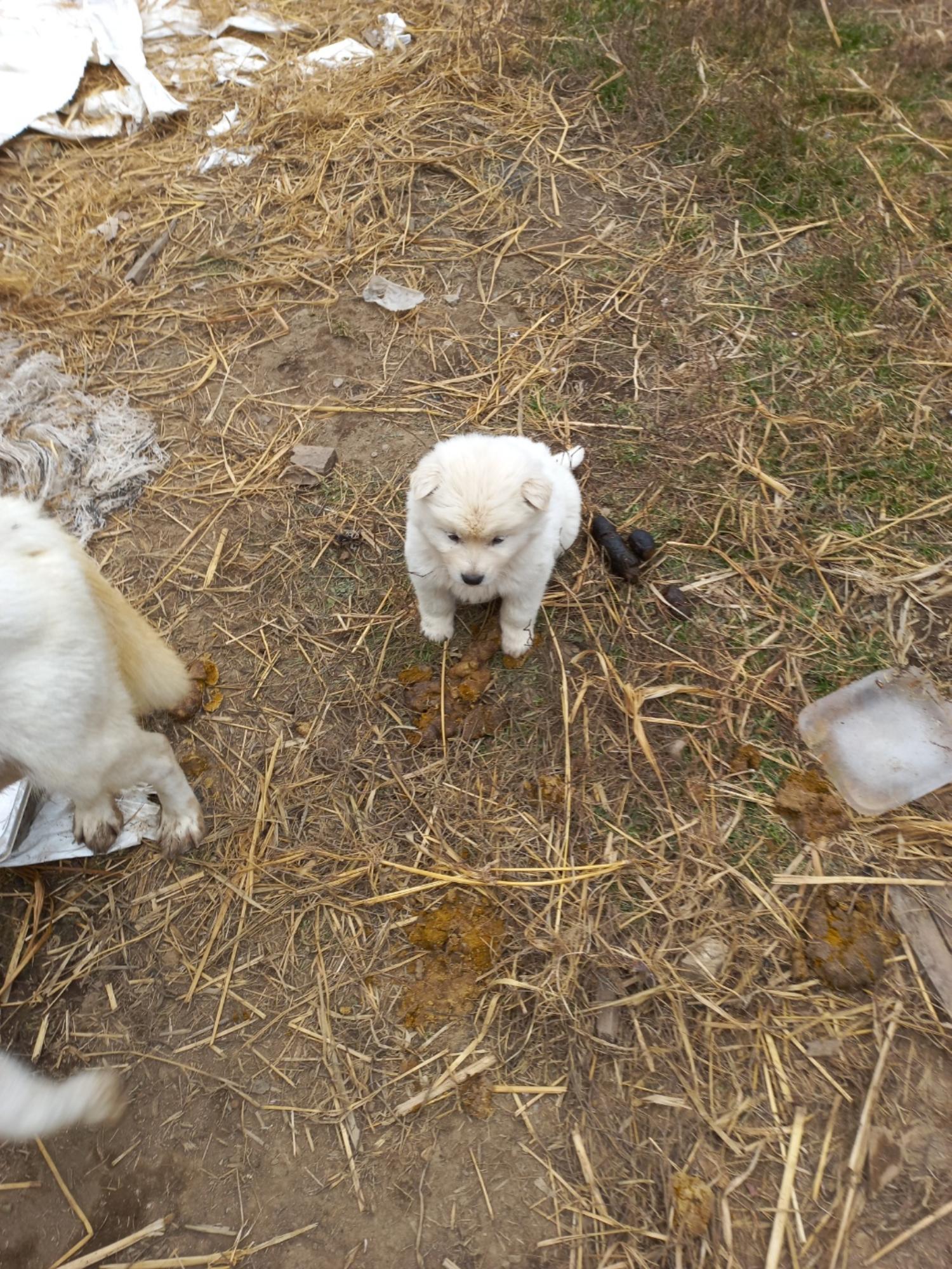 예산동물보호센터_444461202400048
