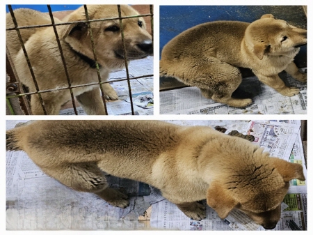 원주유기동물보호센터_442419202400037
