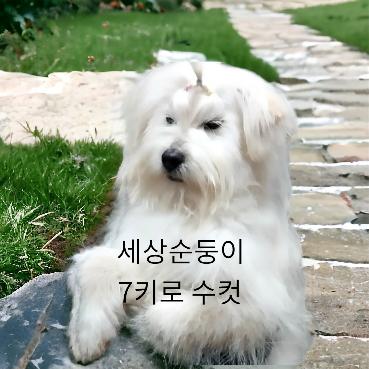 보호중 노퍽 테리어…
