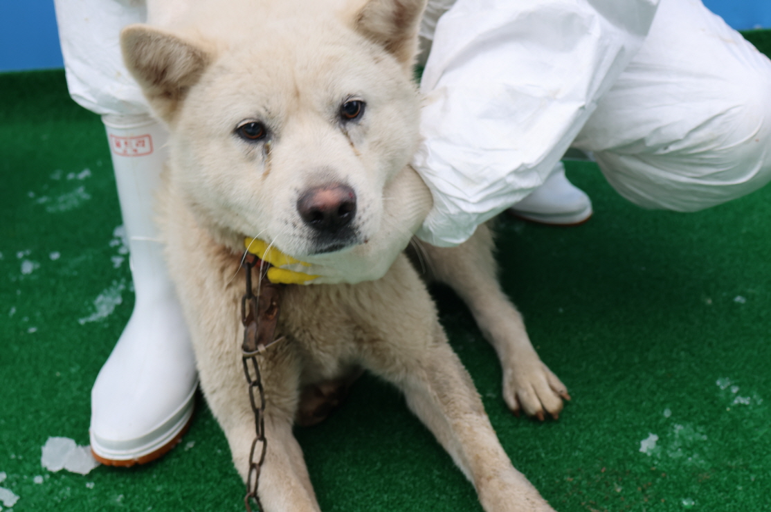 제주 동물보호센터_450650202400305