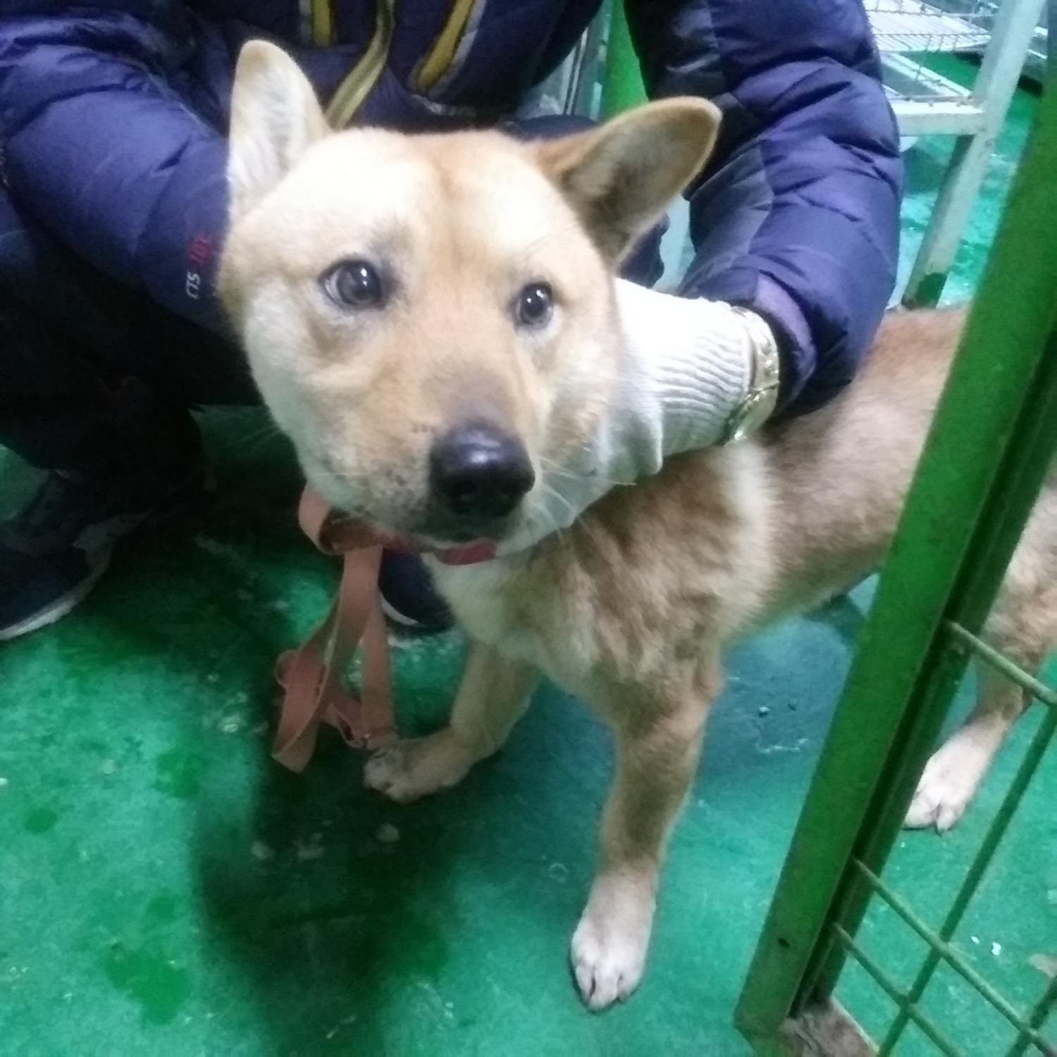 종료(반환) 믹스견…