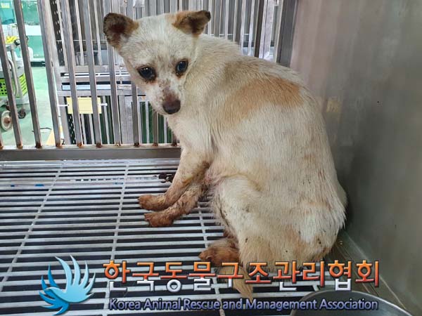 종료(기증) 믹스견…