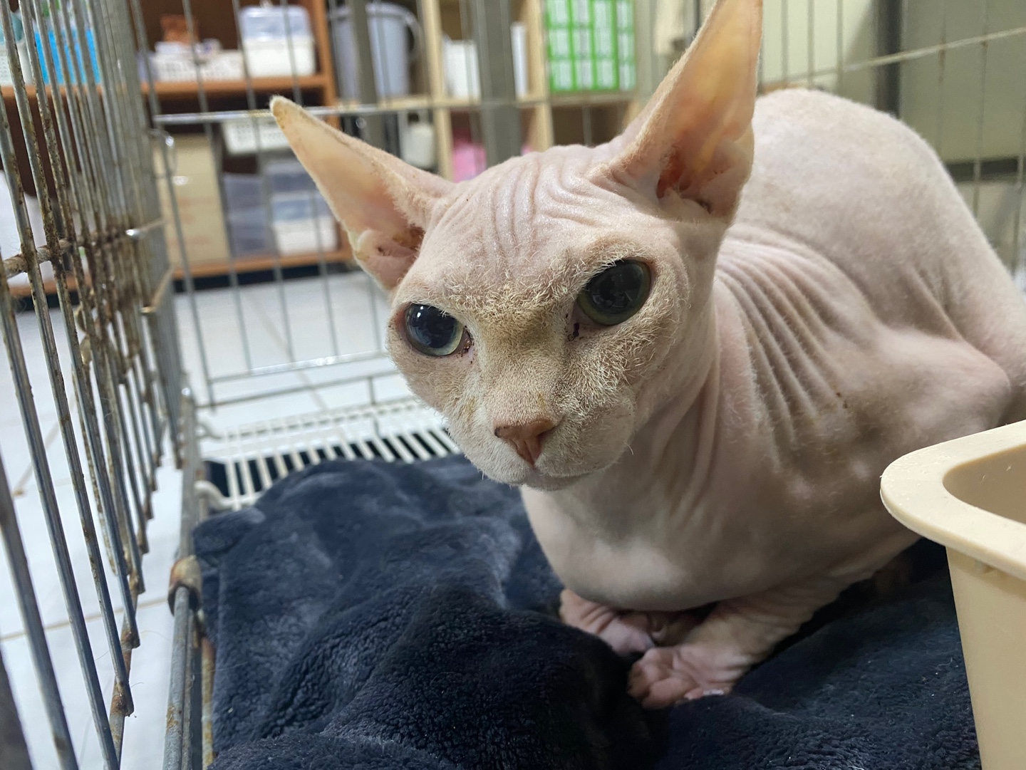 한국야생동물보호협회_441402202400004