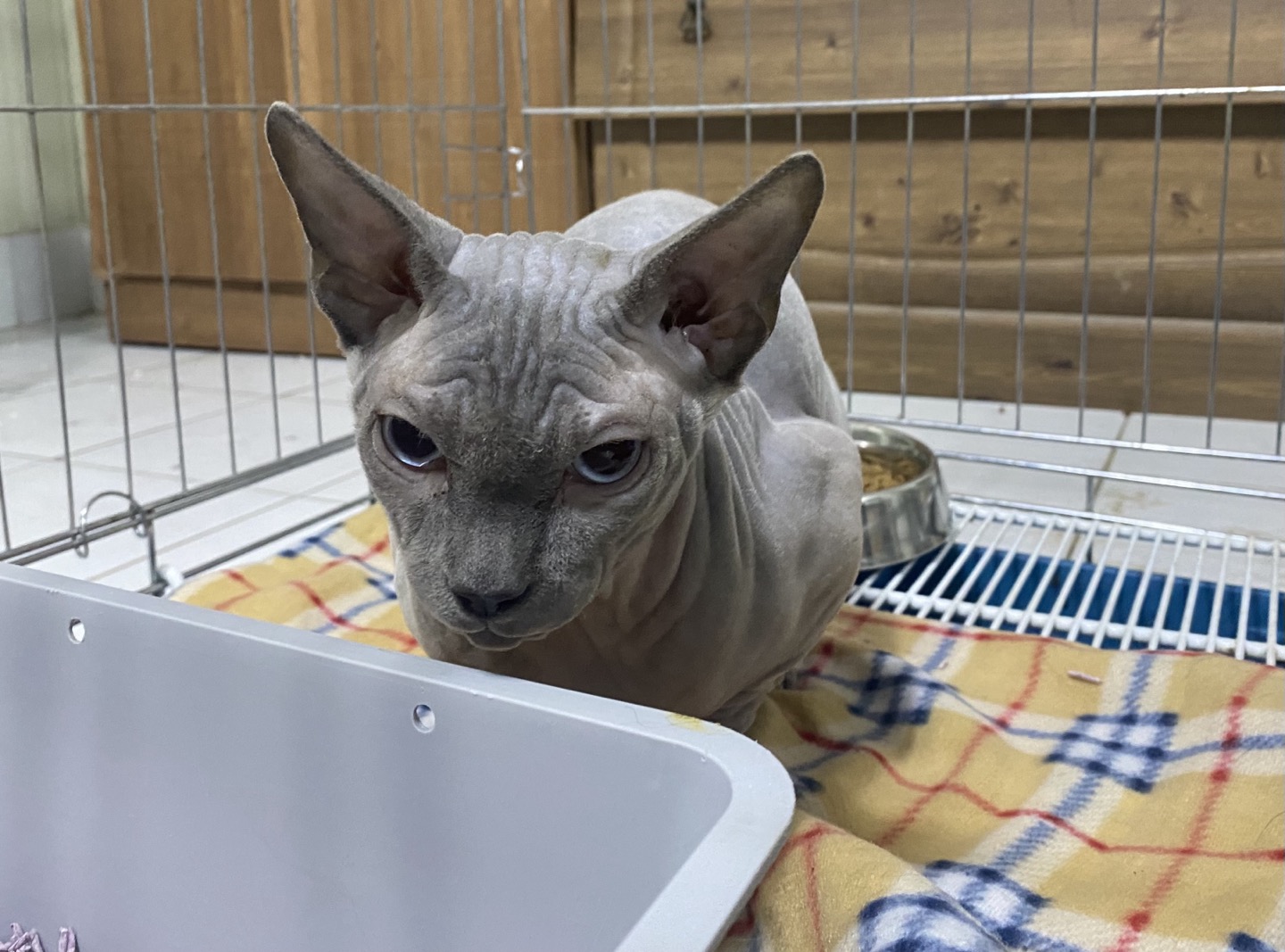 종료(입양) 스핑크…