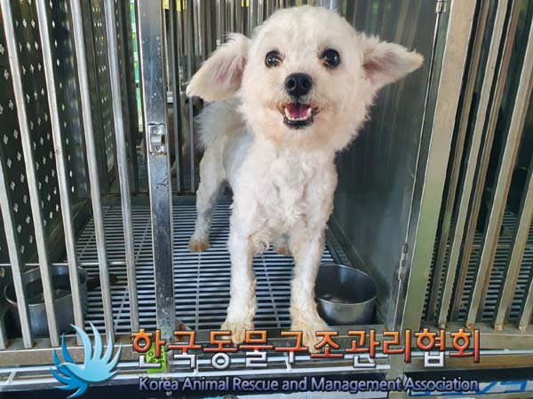 종료(반환) 비숑 …
