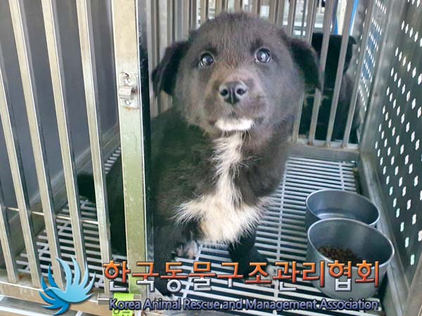 한국동물구조관리협회_441409202400105